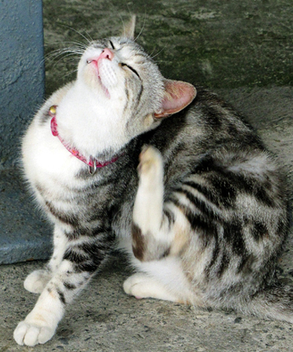 小玉兒趴趴走