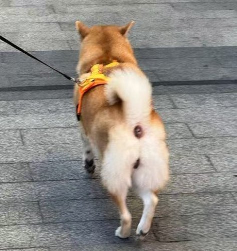 柴小骚